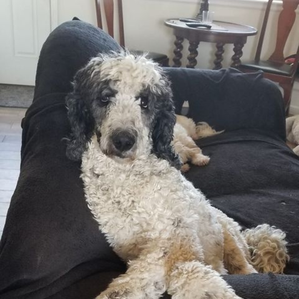 Meet your Posher, Barb